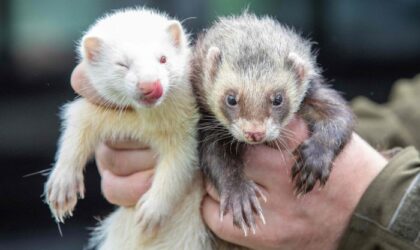 Hewan Langka di Dunia (Paul Faith)