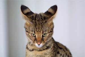 Jenis Kucing Paling Mahal (Allaboutcat.com)