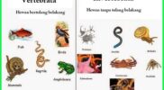 Mengenal Hewan Vertebrata dan Avertebrata Ciri & Klasifikasinya (Pinterest)