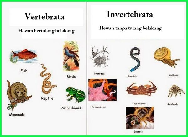 Mengenal Hewan Vertebrata dan Avertebrata Ciri & Klasifikasinya (Pinterest)