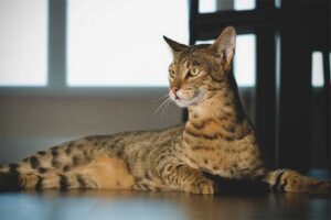 Jenis Kucing Paling Mahal (Htgetrid.com)