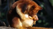 Yuk Kenali 6 Hewan Endemik di Indonesia yang Unik dan Menarik