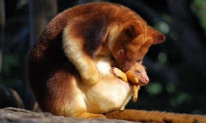 Yuk Kenali 6 Hewan Endemik di Indonesia yang Unik dan Menarik