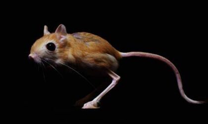 Inilah 5 Hewan Mamalia Terkecil di Dunia yang Wajib diKetahui