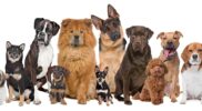 10 Ras Anjing yang Paling Penyayang