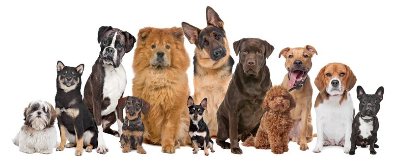 10 Ras Anjing yang Paling Penyayang / dog-dayz.com