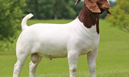 7 Macam Jenis Kambing Peternak Besar dan Bagus !!