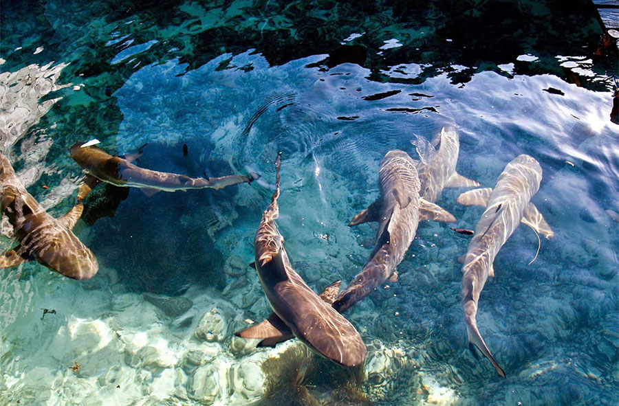 Karimun Jawa Wisata Laut dan Hiu Paling Indah di Jawa !!