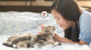 Manfaat Tak Terduga Memelihara Kucing Bagi Kesehatan