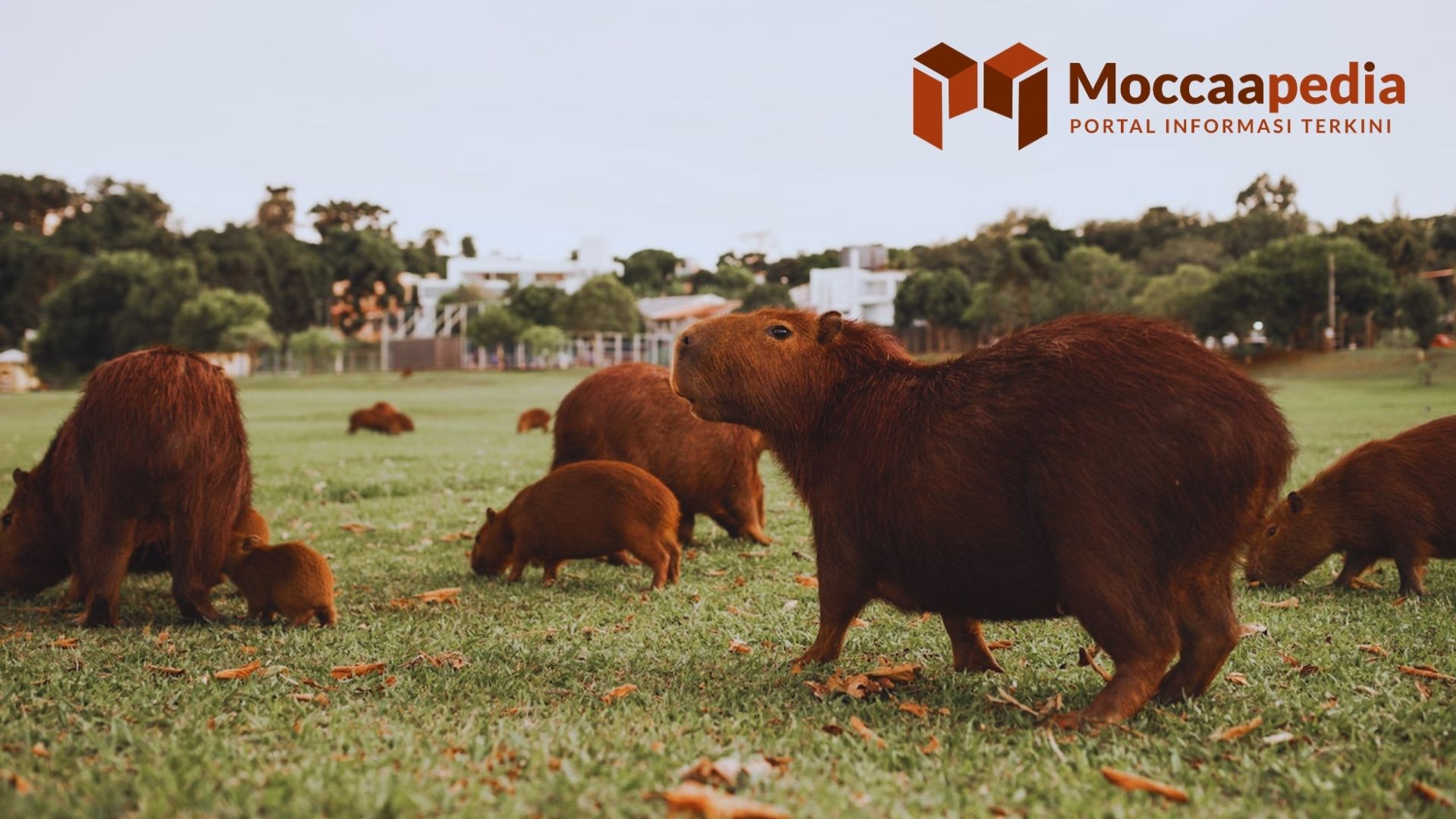 Kapibara atau Masbro