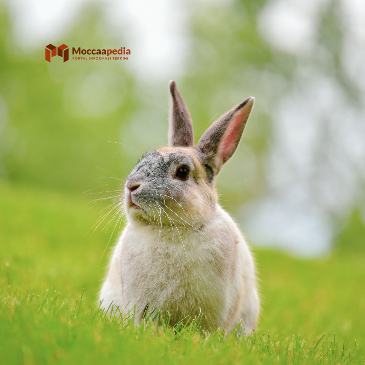 Penyebab Bulu Kelinci Rontok
