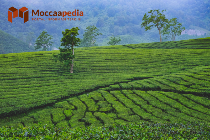 Tempat wisata kebun teh merupakan salah satu destinasi wisata yang tak pernah sepi dan memiliki banyak peminatnya dari seluruh Indonesia