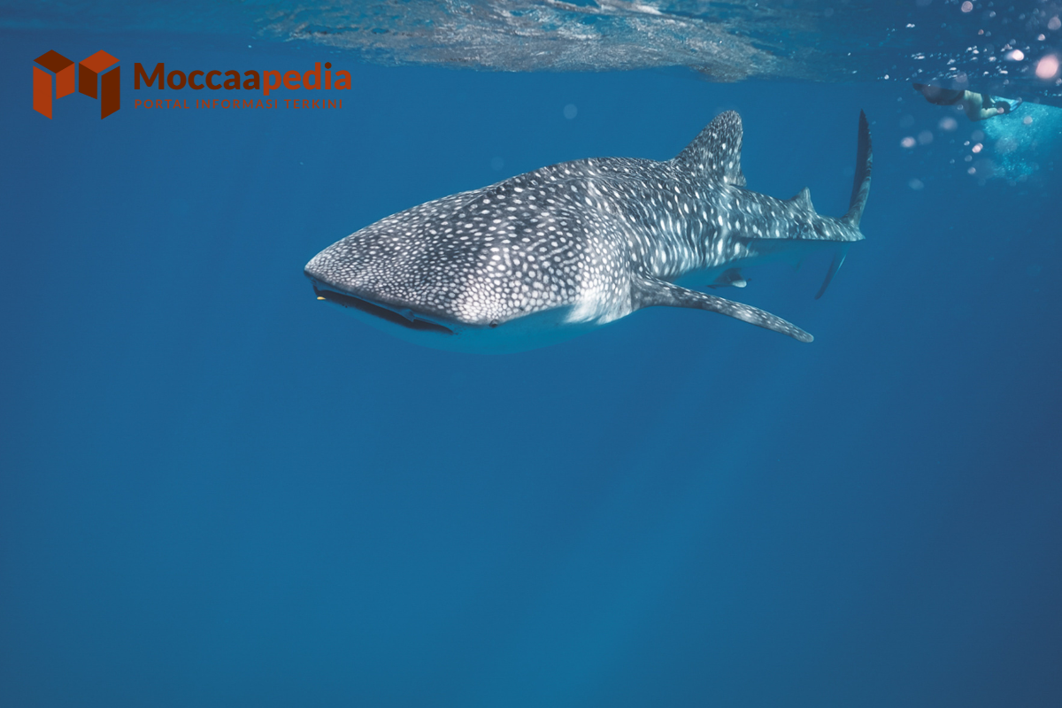 4 Contoh Hewan Karnivora, Si Pemakan Daging