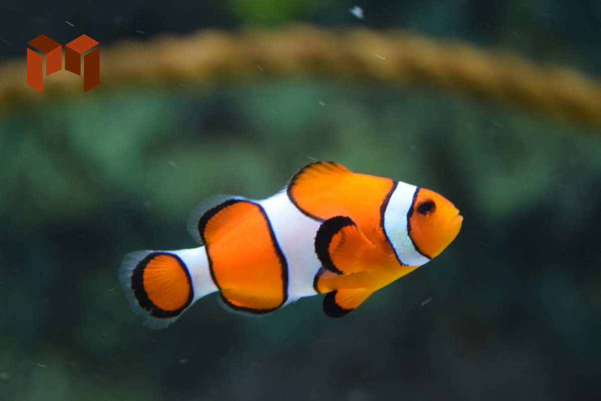 5 Hewan Tercantik di Dunia, Ada Ikan Cupang!