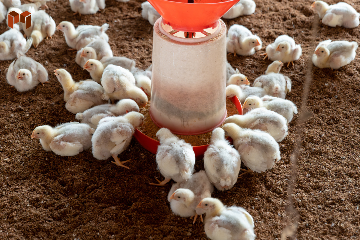 Peluang Usaha Ayam Potong dan Analisa Usahanya