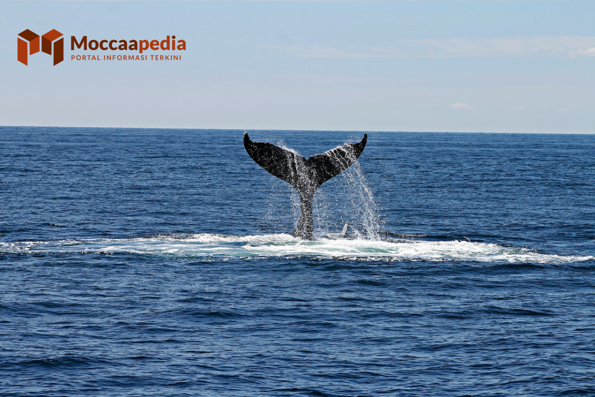 5 Alat Pernapasan Hewan, Salah Satunya Paru-Paru