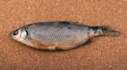 Mengenal Olimex Minyak Ikan Gabus dan Manfaatnya