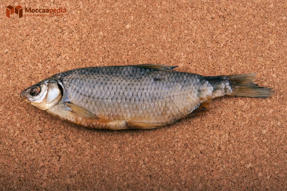 Mengenal Olimex Minyak Ikan Gabus dan Manfaatnya