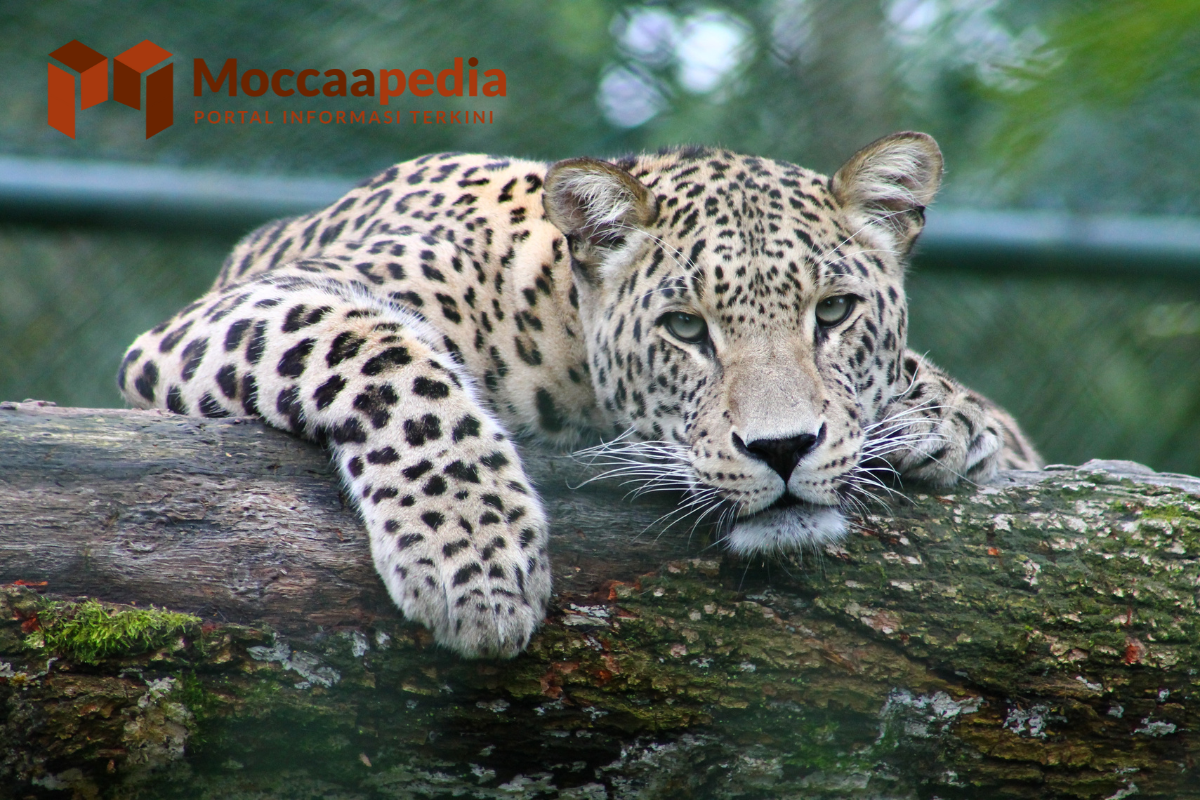 Alat Gerak Hewan beserta Fungsi dan Contohnya