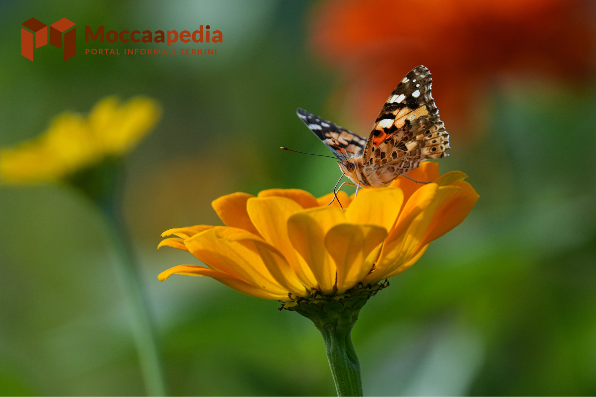 Contoh Serangga dalam Kehidupan Sehari-hari