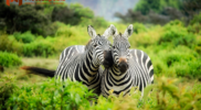 7 Kebun Binatang Indonesia, Rumah Bagi Satwa Langka