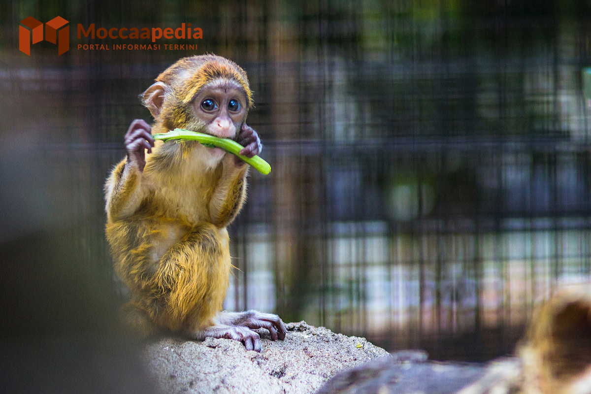 Rantai Makanan: Pengertian dan Contohnya