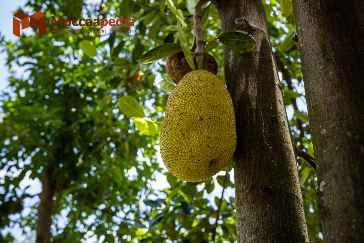 5 Resep Olahan Nangka untuk Camilan