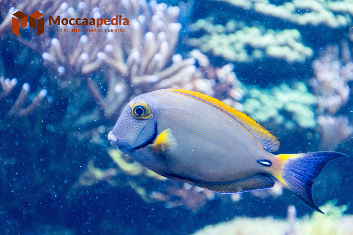 4 Contoh Hewan Ovipar di Kehidupan Sehari-hari