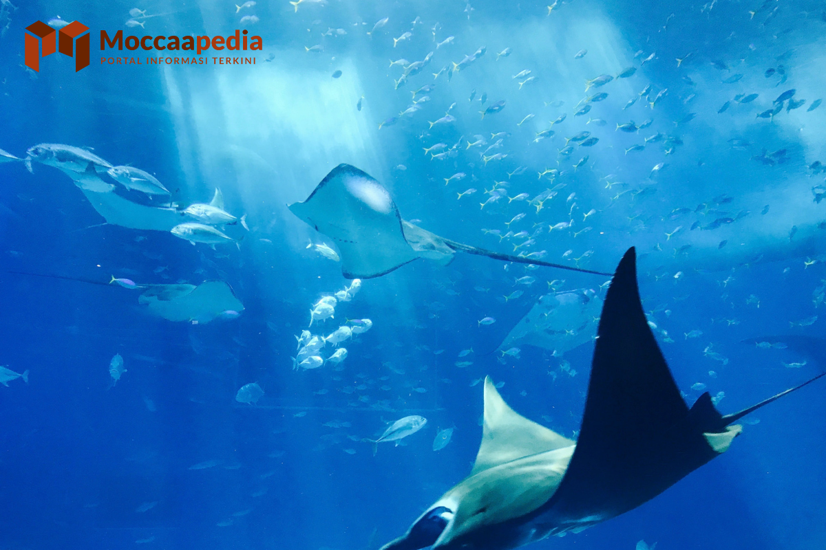 Contoh Hewan Ovovivipar, Berkembang Biak dengan 2 Cara