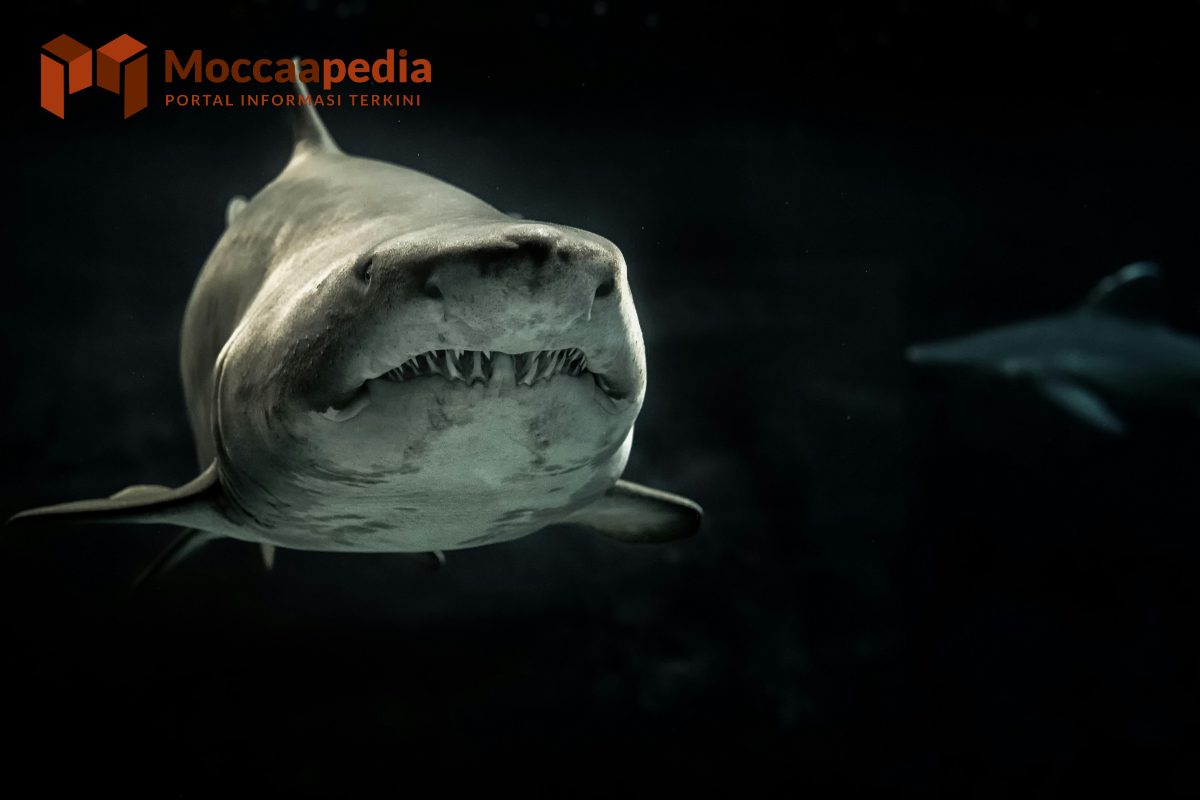 5 Contoh Hewan Predator Ganas dan Buas