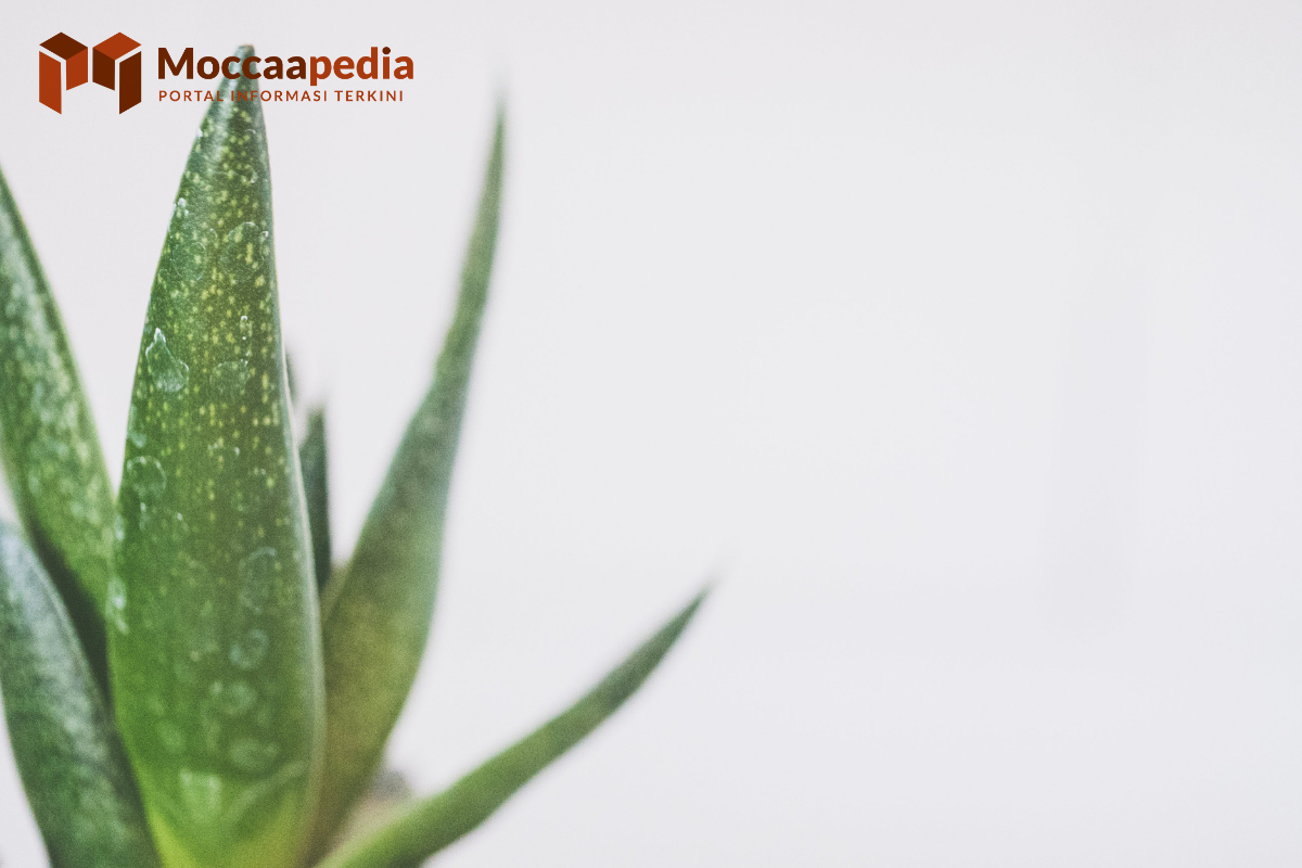 Obat Luka Bakar Alami Agar Cepat Pulih