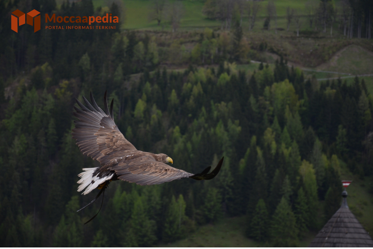 4 Hewan Huruf E yang Penting Diketahui