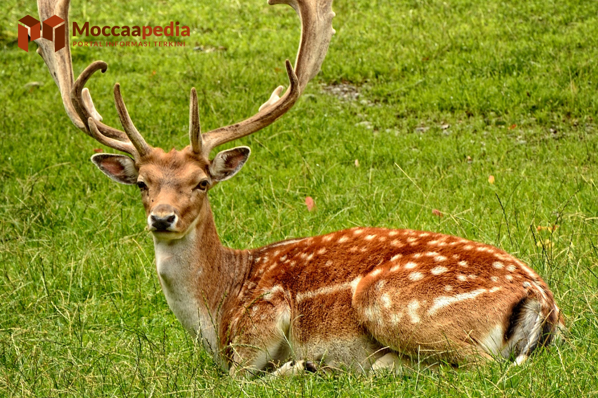 60 Nama Latin Hewan yang Mudah Diingat dalam Biologi